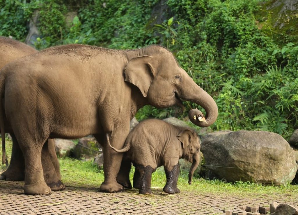 naik gajah di taman safari prigen