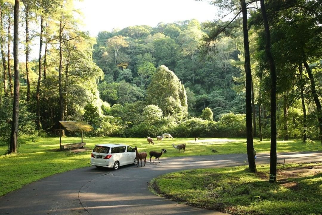 Taman Safari Prigen Menjelajahi Safari Park Terluas Di Asia