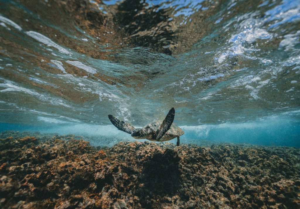 Turtle relaese