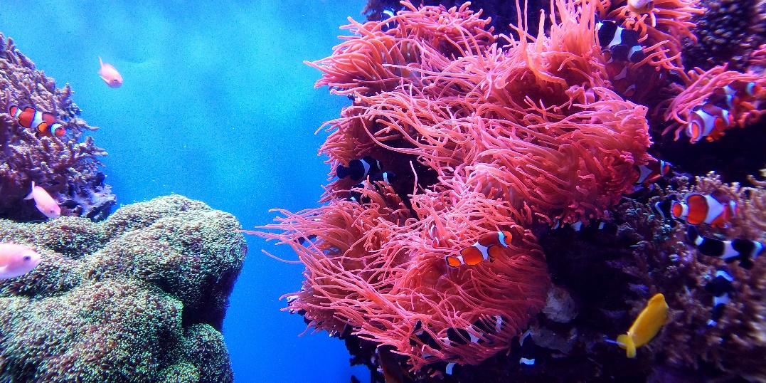 Wakatobi Islands – Underwater Paradise of Indonesia