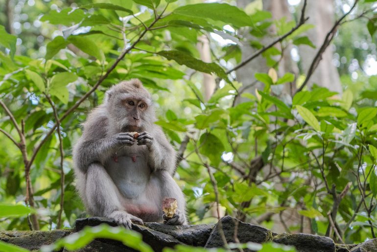 Ubud Monkey Forest in Bali Indonesia ubud monkey forest