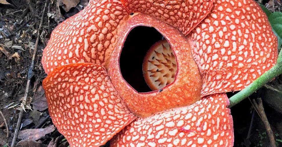 Largest Flower In The World Rafflesia Arnoldii at Antonio Alder blog