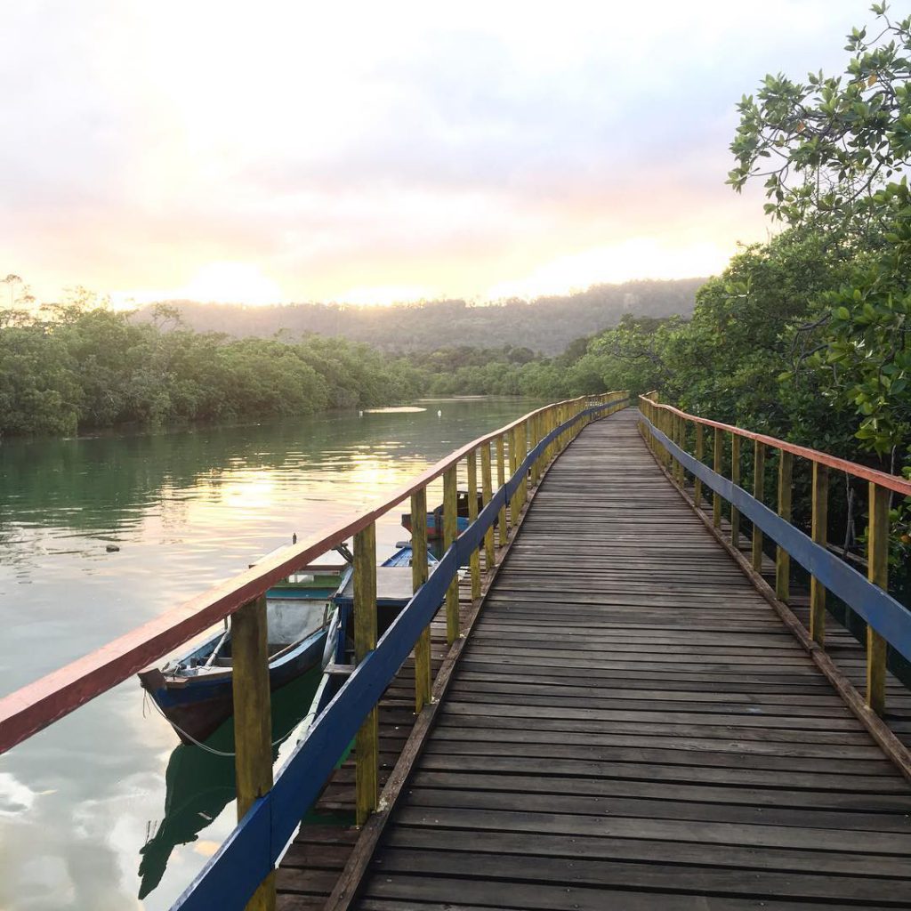 pengadah mangrove forest