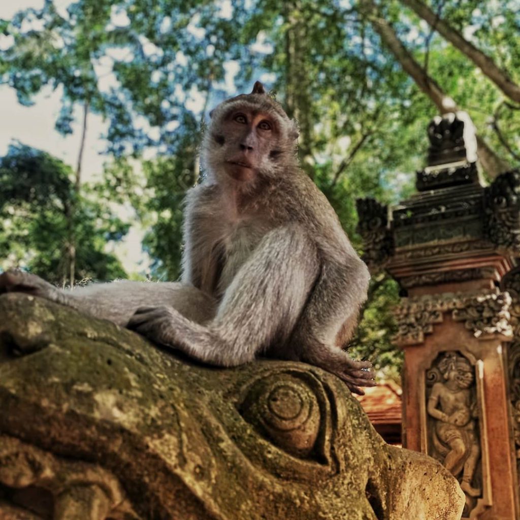 monkey forest bali