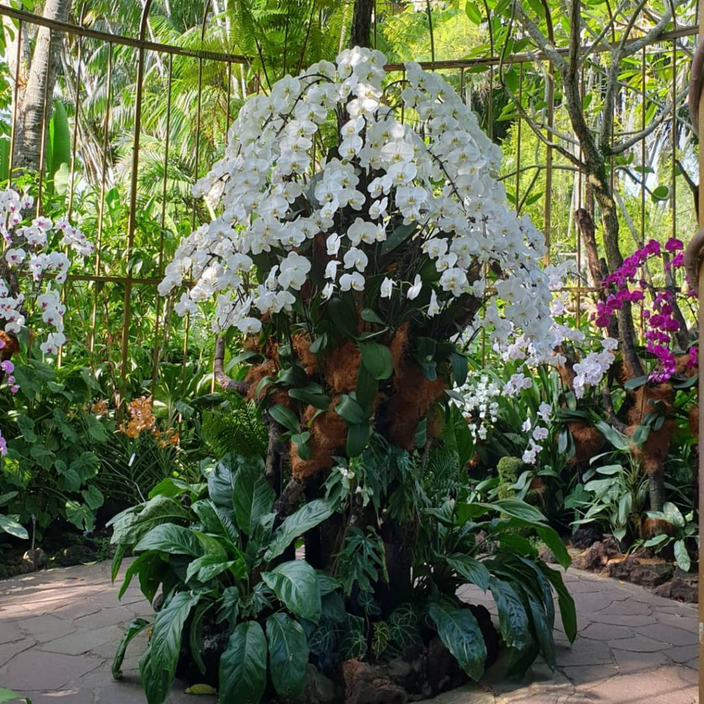 The Orchid Garden is the fruit of years of the hard-working team since decades ago and is the main attraction in Singapore Botanical Garden.